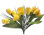 Crocus